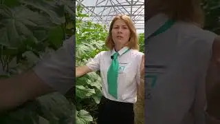 Огурец для маринования. Урожайные сорта огурцов для выращивания в теплице и открытом грунте.