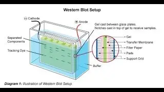 Western blot