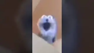 Marshmallow dog goes super sayin