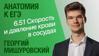 6.51. Диаметр сосудов, скорость и давление крови | Анатомия к ЕГЭ | Георгий Мишуровский