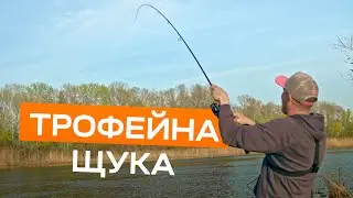 ТРОФЕЙНА ЩУКА ПІСЛЯ НЕРЕСТУ. Жорсткий тест нового спінінга