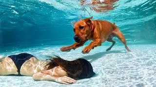 Hero Animals that Saved Human Lives | Best of Summer !