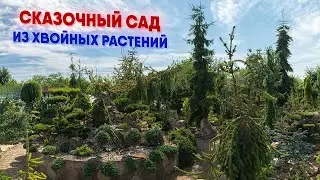 Сказочный сад из хвойныых растений