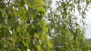 ВЕТВИ БЕРЁЗ Футаж