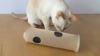 How to Make a Puzzle Tube Toy for your Cat