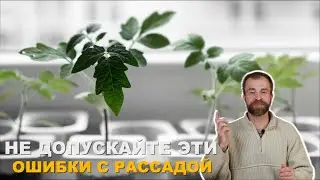 Срочно спасайте рассаду!