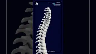 Bones of Vertebral Column | NEET | Biology | Anatomy | #biology #neet #medical #shorts