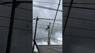 Tens of Spiders Scurry on the Side of the Road