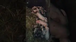 Поросята тижневі /вечір/домашнє свиноводство/