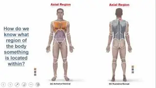 Introduction to the Human Body:  Overview and Gross Anatomy