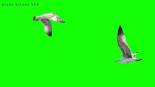 seagull Green Screen Video | seabirds | flying birds green screen videos | green screen videos