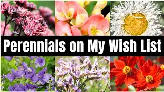 🌻 PERENNIALS On My Wish List! || Perennials for Zone 8 Gardening || Best Perennials For Sun