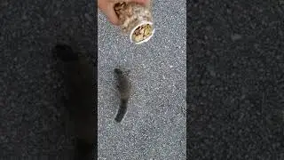 Feeding My Pet Squirrel 🐿🥜