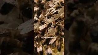 Что внутри улья?