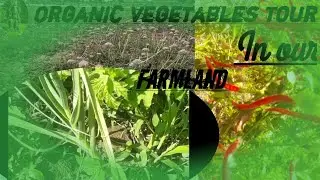 Organic vegetables tour in our farmland and other crops / #farmland / Nature is Natural (Devendhar)