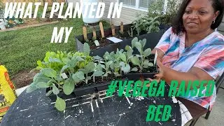 What I Planted In My Vegega Raised Garden Bed🌱