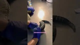 #watch as #microchip is inserted under a #rattlesnake #skin captured on Parris Island