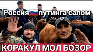 BUXORO QORAKUL/MOL BOZOR BUQACHA GUNOJIN NARXLAR 06.11.2022/JONDOR UZ