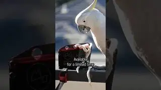 Teaching Cockatoos to raid rubbish bins