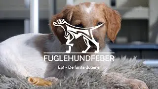 NY Breton-valp i hus! De første dagene - Fuglehundfeber - Ep1