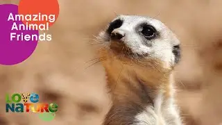 Meerkat Loves Babysitting Baby Mongooses | Love Nature Kids