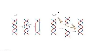 Topoisomerase I II  molecular  biology mp4