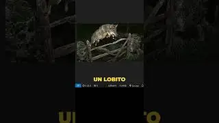 Así se utiliza la etiqueta IMG en HTML (Ejemplo)