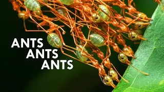 How Do Weaver Ants Build Their Nests? (ft. AntsCanada)