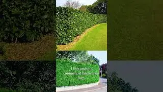 How to grow a privacy hedge FAST! #shorts #gardening #gardentips #hedge