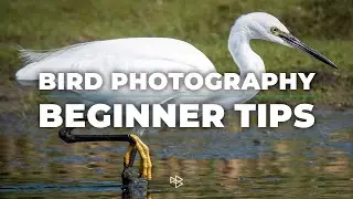 5 Bird Photography Tips for Beginners