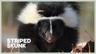 Skunk sounds - learn skunk noises! Mephitis mephitis