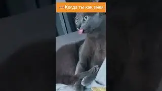 Змеекотик: Кот высунул язык на всю длину!  #кошкавдоме