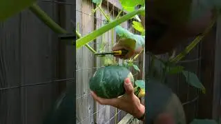 We grew Filipino favourite vegetables in a Canadian garden