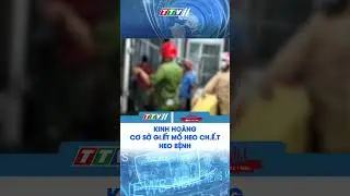 KINH HOÀNG CƠ SỞ GI.ẾT MỔ HEO CH.Ế T, HEO BỆNH #shortvideo #shorts