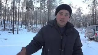 О незаконных рубках в Куйтунском районе