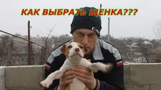 хочу щенка Ам Стаффа что от него ожидать и нужен ли Бойцовый щенок