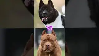 Shiba inu vs bull terrier vs American Akita vs pitbull vs kangal 