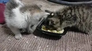 люди бросили котят на морозе!!! котята, приютили котят, видео для детей