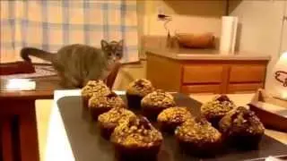 top funny cat