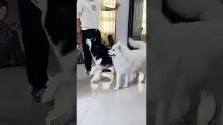 Funny dogs mimic their injured owner