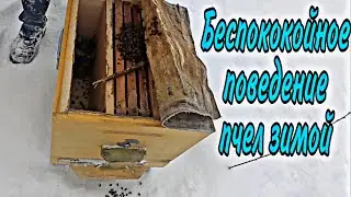 Беспокойное поведение пчел зимой. Осмотр ульев