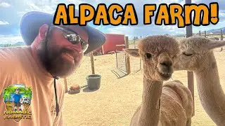 Overnight Boondocking in an Alpaca Ranch! Understanding their Valuable Fleece!