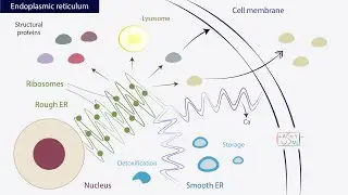 Endoplasmic reticulum