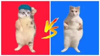 [Funny] Dancing Cats Meme Battle