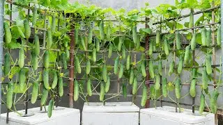 How to grow cucumbers in foam containers? The secret to getting big and abundant fruit is here