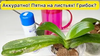 ПЯТНА на листьях орхидей Фитоспорин от ГРИБКА на листьях орхидеи