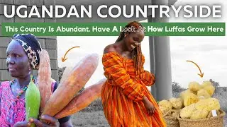 Ugandan Countryside Kitgum | Amazing Crops Grow Here! How Luffa Sponges Are Planted, Grown & Made!