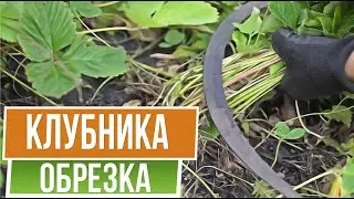 Важно! Не забудьте про клубнику ☘ Как обрезать клубнику после сбора ягод