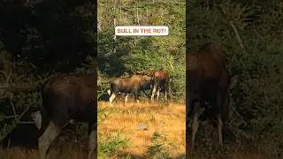 😝What is he doing? #animals #hunting #canada #shortsvideo