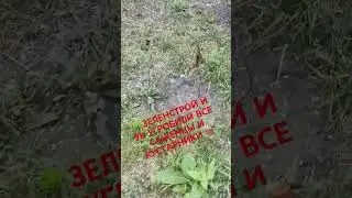 🌳ЗЕЛЕНСТРОЙ И УК УГРОБИЛИ ВСЕ САЖЕНЦЫ 🪵 #зеленстрой #управляющаякомпания #старыйоскол #саженцы #куст